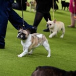 Judge tosses PETA's lawsuit against the American Kennel Club over dog breed health