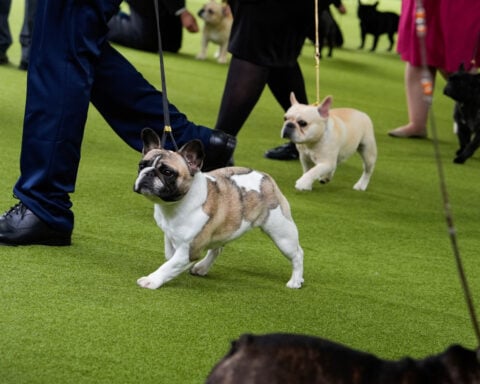 Judge tosses PETA's lawsuit against the American Kennel Club over dog breed health