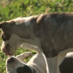 Stockton has become dumping ground for abandoned dogs, animal rescues say