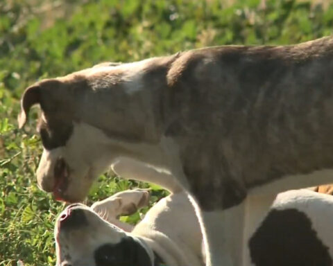 Stockton has become dumping ground for abandoned dogs, animal rescues say