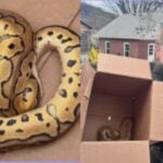 Uber driver finds python left behind by passengers who attended reptile show