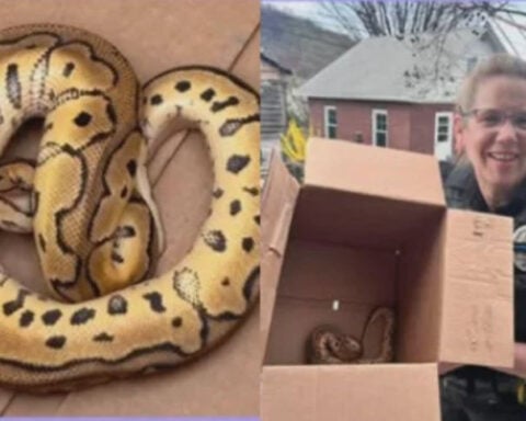 Uber driver finds python left behind by passengers who attended reptile show