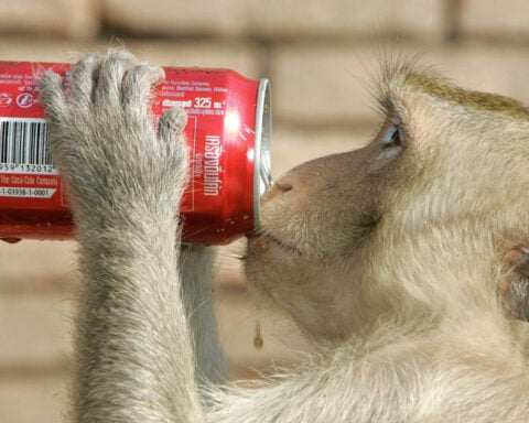 City animals act in the same brazen ways around the world