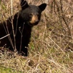 Habitat loss from development pushes more black bears into the city