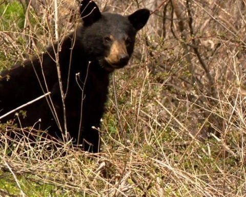 Habitat loss from development pushes more black bears into the city