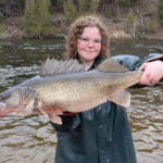 Michigan DNR reports finding 15-pound walleye in Muskegon River