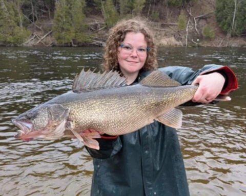 Michigan DNR reports finding 15-pound walleye in Muskegon River