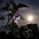 Masters in bloom: More than azaleas and dogwood make up golf's most beautiful garden