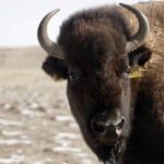 Reclaiming the Range: Northern Colorado's 11-year journey to restore the west's most iconic species