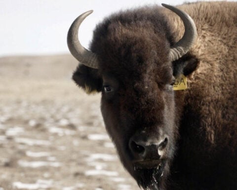 Reclaiming the Range: Northern Colorado's 11-year journey to restore the west's most iconic species