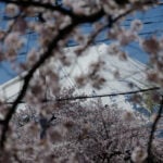 Japanese town sours on the crowds coming to see cherry blossoms and Mount Fuji