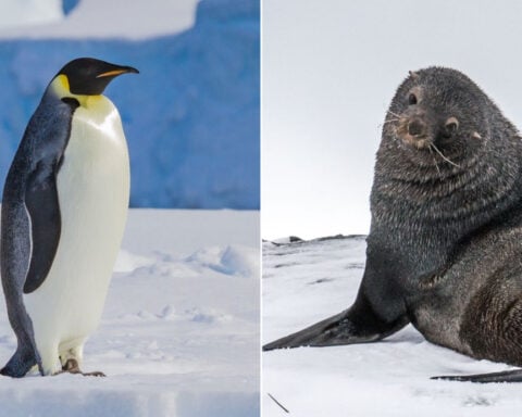 These two iconic polar species have been driven to endangered status by a warming planet