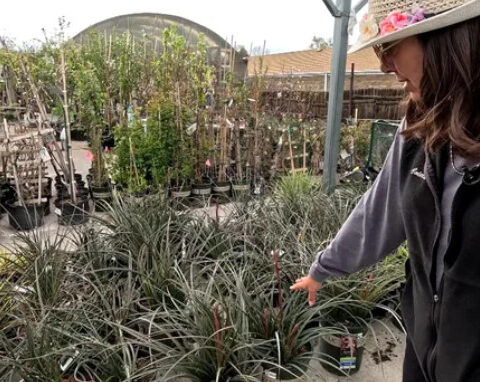 City offers help replacing Colorado lawns with drought-tolerant alternatives​ as drought restrictions tighten