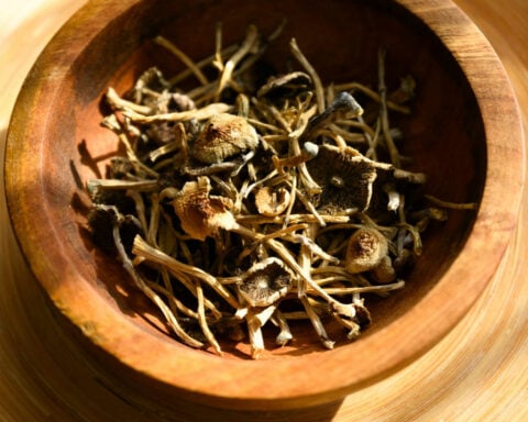 Psilocybin mushrooms are going mainstream, but scientific research and regulation lag behind