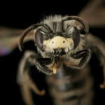 It’s OK to love all the bees (the honey bees, too)