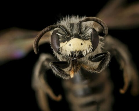 It’s OK to love all the bees (the honey bees, too)