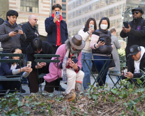 New Yorkers flock to Manhattan park for lovable woodcocks' bobbing strut