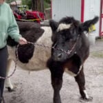Charley the cow saved from slaughter after community comes together to help