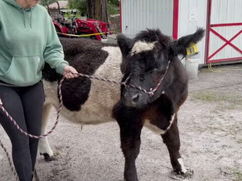 Charley the cow saved from slaughter after community comes together to help