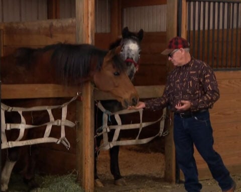 Horse reunited with owner after being rescued from flooded creek