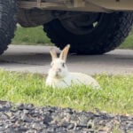 'Bench Bunny' overpopulation causes property damage and ongoing frustration for residents