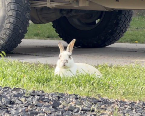 'Bench Bunny' overpopulation causes property damage and ongoing frustration for residents