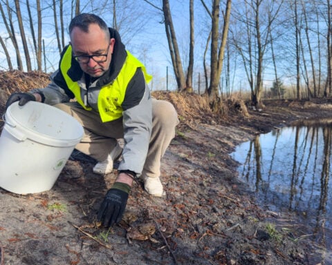 Citizen 'Frog Patrol' helps amphibians survive a dangerous road journey in Poland