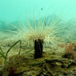 Climate change is outpacing evolution. Scientists are using DNA to catch up