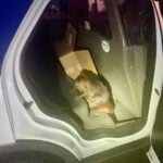 Beaver 'arrested' in Toms River after gnawing on residents' nerves