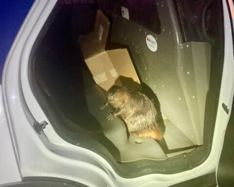 Beaver 'arrested' in Toms River after gnawing on residents' nerves