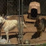 Stray dog shootings in Alabama shine light on county with no animal control