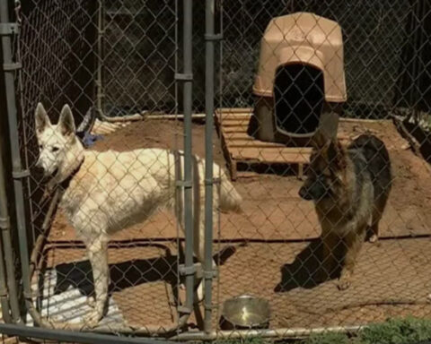 Stray dog shootings in Alabama shine light on county with no animal control