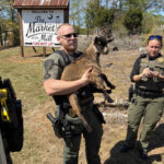 'Goats on the run': Police help reunite lost goats with owner