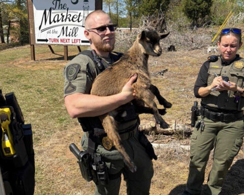 'Goats on the run': Police help reunite lost goats with owner