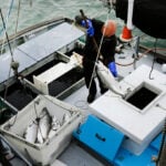 Commercial salmon fishing to open in California for the first time since 2022 as population rebounds