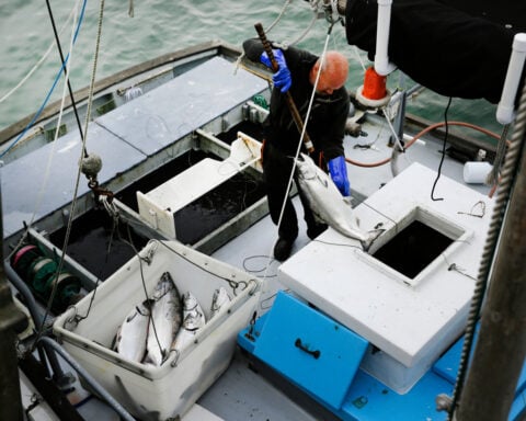 Commercial salmon fishing to open in California for the first time since 2022 as population rebounds