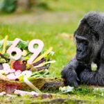 Happy 69th birthday to Fatou, the world's oldest gorilla living in captivity