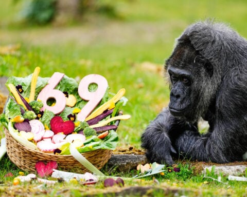 Fatou, the world's oldest gorilla living in captivity, celebrates her 69th birthday at Berlin Zoo