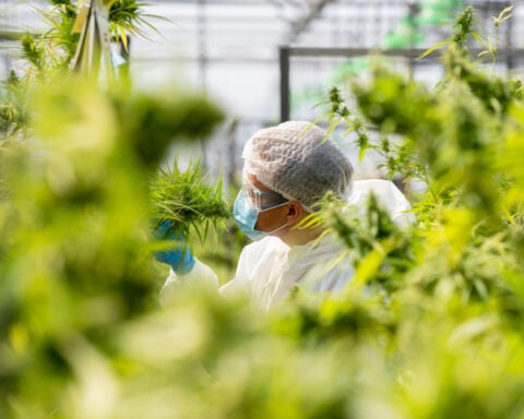 Cannabis legalization spurs innovation, but not always in ways that benefit patients or public health