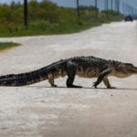 How a new mapping tool helps Florida planners protect wildlife corridors as the state grows