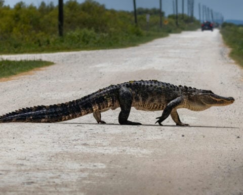 How a new mapping tool helps Florida planners protect wildlife corridors as the state grows