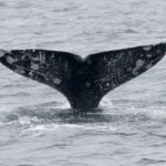 Gray whales are dying in San Francisco Bay at an alarming rate – this isn’t normal