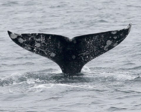 Gray whales are dying in San Francisco Bay at an alarming rate – this isn’t normal