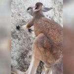 Runaway kangaroo still at large in southeast Kansas after Easter Sunday escape