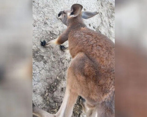 Runaway kangaroo still at large in southeast Kansas after Easter Sunday escape