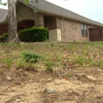 Residents demand action as feral hog sightings, damage increase