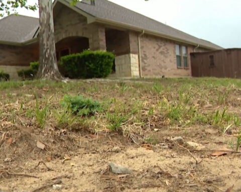 Residents demand action as feral hog sightings, damage increase