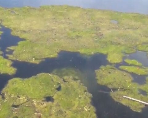 Experts discuss health risks of harmful algal blooms in Southwest Florida