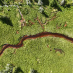 Your local fishing hole is getting browner, changing which fish species thrive and which ones struggle