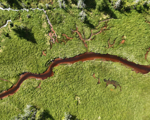 Your local fishing hole is getting browner, changing which fish species thrive and which ones struggle